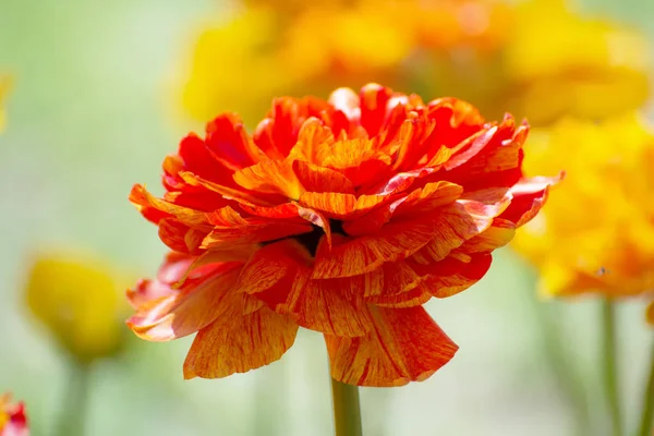 Tulipano giallo e arancione spugna multilobed in un giardino primaverile . — Foto Stock