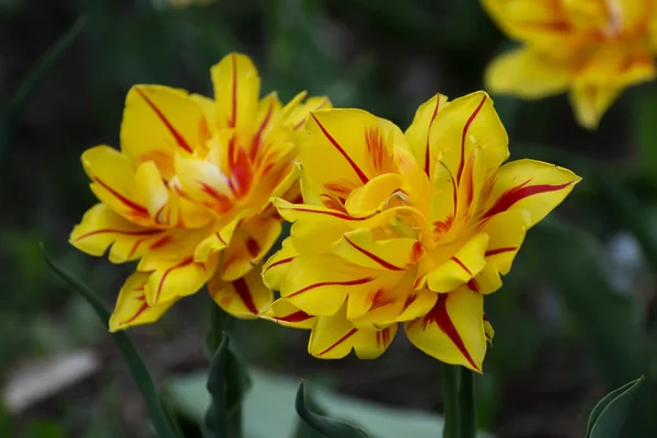 Tulipani gialli con strisce rosse in un giardino primaverile . — Foto Stock