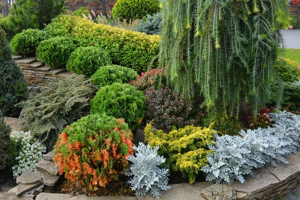 Flowerbed with decorative trees, bushes and flowers in the summe — Stock Photo, Image