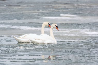 Deniz donmuş buz üzerinde beyaz kuğu. Kış.