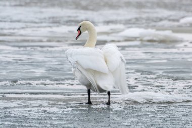 Beyaz Kuğu deniz donmuş buz üzerinde. Kış.