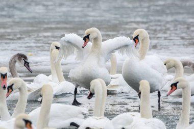 Deniz donmuş buz üzerinde beyaz kuğu. Kış.