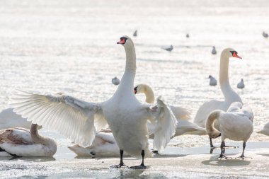 Deniz donmuş buz üzerinde beyaz kuğu. Kış.