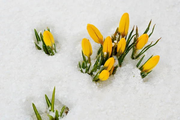 I primi fiori primaverili. Crochi gialli nella neve . — Foto Stock