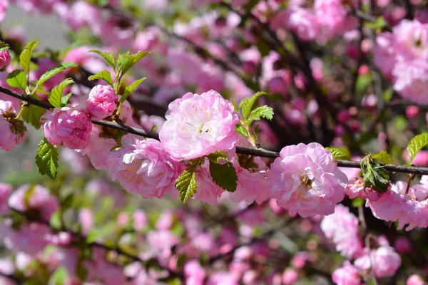 Tatlı pembe çiçekler Louiseania triloba, Prunus triloba, 