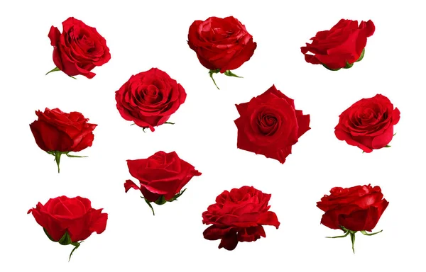 Ensemble de belles roses rouges ou écarlates. Dosseret isolé, blanc — Photo