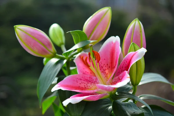 Hermosa flor rosa de lirio en el jardín de verano. Ros delicados —  Fotos de Stock