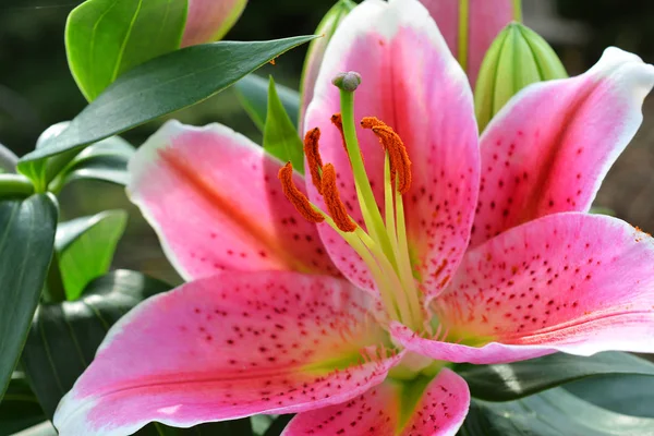 Hermosa flor rosa de lirio en el jardín de verano . —  Fotos de Stock