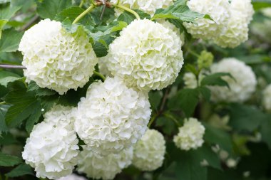 Bahar bahçesinde beyaz viburnum kartopu çiçekleri. Guelder gül bulvarı de neige.