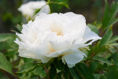 Bahar bahçe büyük güzel beyaz ağaç benzeri Şakayık çiçeği.