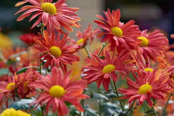 Chrysanthème grandiflorum Ramat. "Marie". Composition décorative de fleurs de chrysanthème rouge, bouquet d'automne. Chrysanthème orange en automne Jardin botanique d'Iasi, Roumanie . — Photo