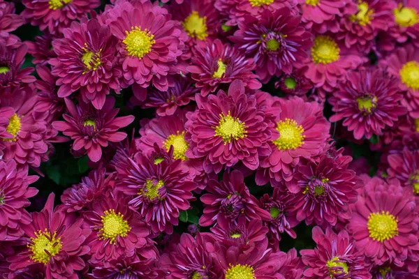 Dekorative Komposition aus lila Chrysanthemenblüten, Herbststrauß. Magenta Chrysantheme im Herbst iasi botanischer Garten, Rumänien. — Stockfoto