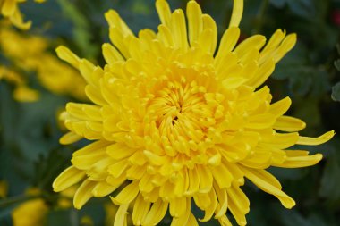 Kasımpatı ihtişamlı Ramat. 