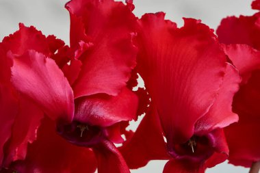 Kırmızı çiçekler, Cyclamen, yaşayan alp bitkisi. Çiçekler botanik bahçesinde ya da çiçekçide.