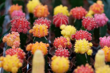 Kaktüs, kalın, etli ve dikenleri olan sulu bir bitki. Yaprakları eksik. Çiçekçide çok renkli kaktüsler.