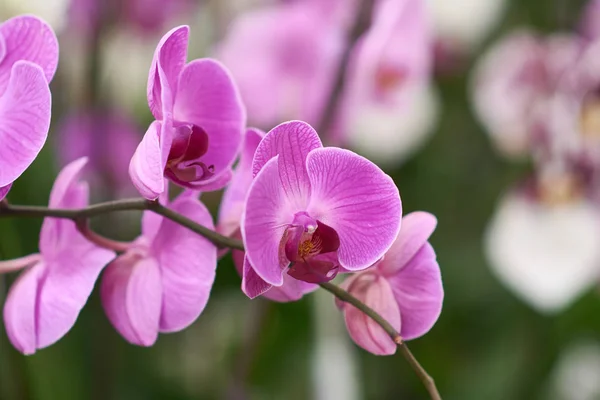 Różowe kwiaty falaenopsis orchidea, żywa tropikalna roślina. Phalaenopsis orchidei. Kwiaty w ogrodzie botanicznym lub kwiaciarni. — Zdjęcie stockowe