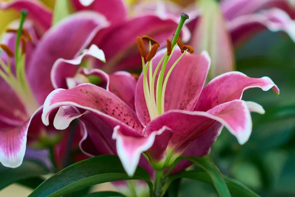 Hermosa flor rosa de lirio en el jardín de verano. Delicados brotes de lirio rosa. Flores en un jardín botánico o floristería . —  Fotos de Stock