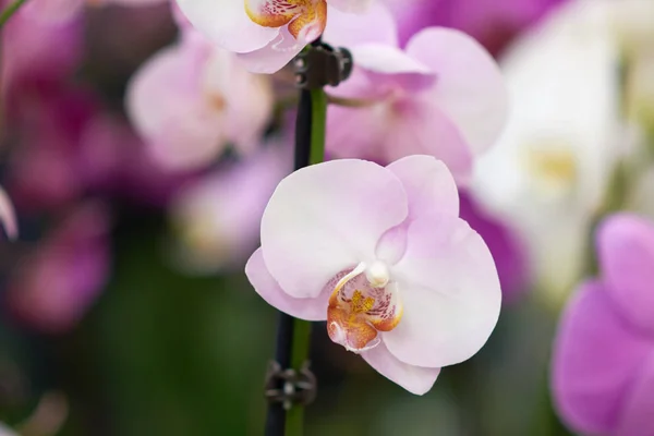 Fiori rosa phalaenopsis orchidea, pianta tropicale vivente. Orchidea Phalaenopsis. Fiori in un orto botanico o negozio di fiori . — Foto Stock