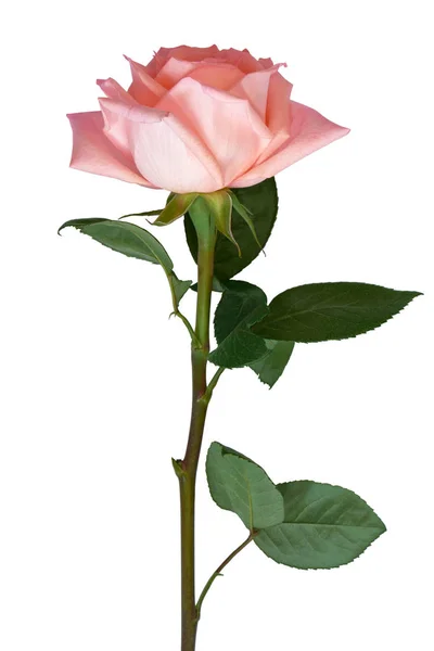 Rose rose vif avec des feuilles vertes sur fond blanc. Délicats pétales roses. Isolé . — Photo