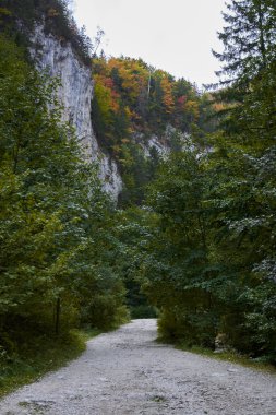Romanya 'nın Zarnesti kentindeki Carpathian Dağları' ndaki Gorge Zarnestiului Prapastiei. Doğa Piatra Craiului Ulusal Parkı 'nı koruyor. Kayaların arasındaki yürüyüş yolu, sonbahar.