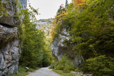 Romanya 'nın Zarnesti kentindeki Carpathian Dağları' ndaki Gorge Zarnestiului Prapastiei. Doğa Piatra Craiului Ulusal Parkı 'nı koruyor. Kayaların arasındaki yürüyüş yolu, sonbahar.