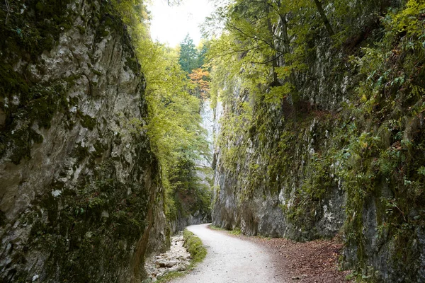 Garganta Zarnestiului Prapastiei en las montañas Cárpatos, Zarnesti, Rumania. Conservación natural Parque Nacional Piatra Craiului. La pasarela entre las rocas, otoño . — Foto de Stock