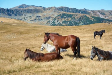 Romanya 'nın Carpathian dağlarındaki alp yaylalarında atlar. Romanya 'nın dağlarındaki Transalpina turizm otoyolu ve masa arazisi manzarası. Sonbahar dağ manzarası.