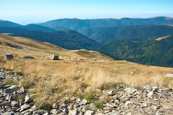 Las ovejas pastan en la meseta alpina en las montañas de los Cárpatos, Rumania. Vista de la carretera turística Transalpina y la meseta en las montañas de Rumania. Otoño montaña paisaje . — Foto de Stock