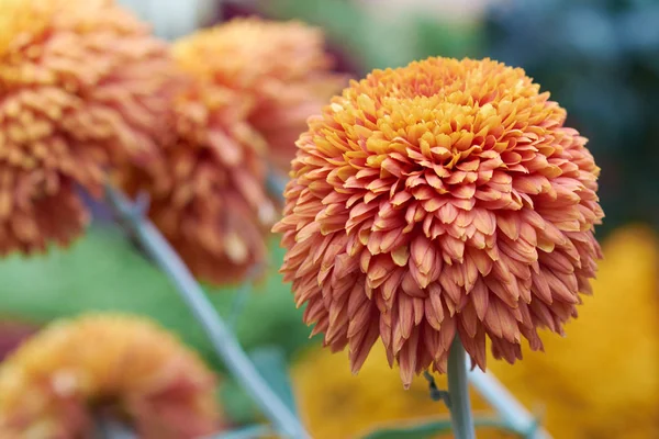 Chrysanthemum grandiflorum Ramat. "Bornholm bronze". Orange chrysanthemum in autumn botanical garden. Decorative composition of orange chrysanthemum flowers, autumn bouquet. — 스톡 사진