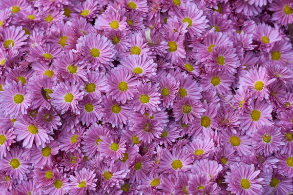 Decorative composition of pink chrysanthemum indicum L. Adena tufanica, autumn bouquet. Magenta chrysanthemum in autumn Iasi botanical garden, Romania. — Stock Photo, Image