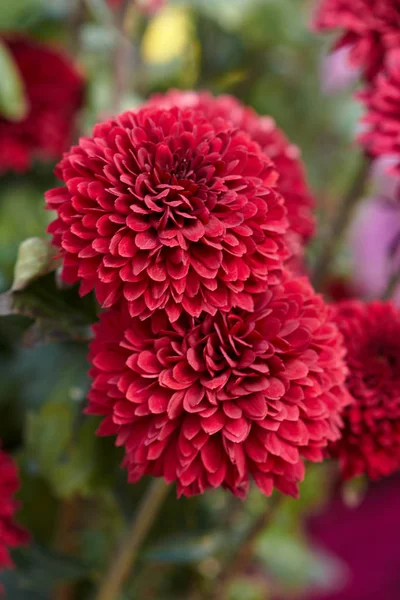 Chrysanthemum grandiflorum Ramat. "Zembla Barca Red". Decorative composition of red chrysanthemum flowers, autumn bouquet. Purple chrysanthemum in autumn Iasi botanical garden, Romania. — 스톡 사진