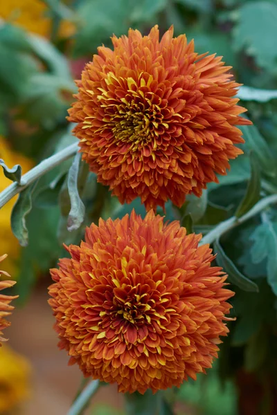 Chryzantéma grandiflorum Ramat. "Karmínová róba". Oranžová chryzantéma v podzimní botanické zahradě. Dekorativní složení oranžových chryzantémových květin, podzimní kytice. — Stock fotografie