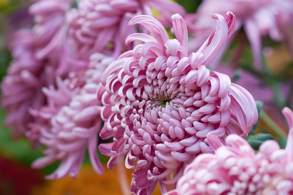 Chryzantéma grandiflorum Ramat. "Vienna Pink". Dekorativní složení růžových květů chryzantémy, podzimní kytice. Lilac chryzantéma na podzim Iasi botanická zahrada, Rumunsko. — Stock fotografie