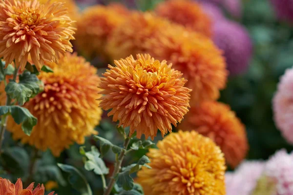 Chrysanthemum grandiflorum Ramat. "Bornholm bronze". Orange chrysanthemum in autumn botanical garden. Decorative composition of orange chrysanthemum flowers, autumn bouquet. — 스톡 사진