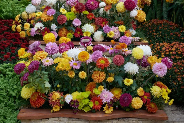 Mur ornemental décoré de fleurs colorées de chrysanthèmes grandiflorum. Composition décorative de fleurs de chrysanthème fraîches, bouquet d'automne. Chrysanthèmes multicolores en automne Jardin botanique Iasi, Roumanie . — Photo