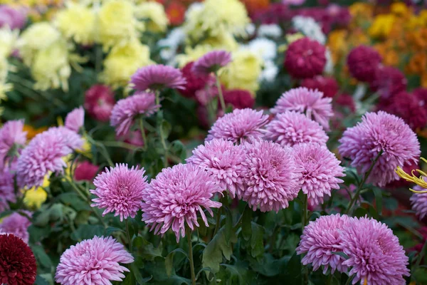 Chrysanthème grandiflorum Ramat. Dark Toring. Composition décorative de fleurs de chrysanthème rose, bouquet d'automne. Chrysanthème lilas en automne Jardin botanique d'Iasi, Roumanie . — Photo