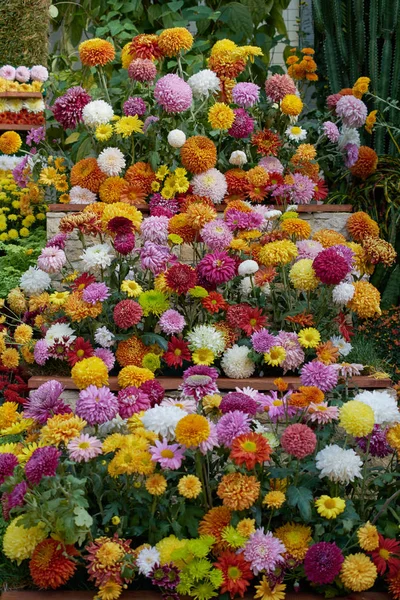 Ornamental wall decorated with colorful flowers of grandiflorum chrysanthemums. Decorative composition of fresh chrysanthemum flowers, autumn bouquet. Multicolored chrysanthemums in autumn Iasi botanical garden, Romania. — ストック写真