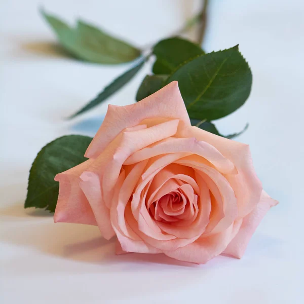 Beyaz arka planda yeşil yaprakları olan canlı pembe bir gül. Narin pembe yapraklar..