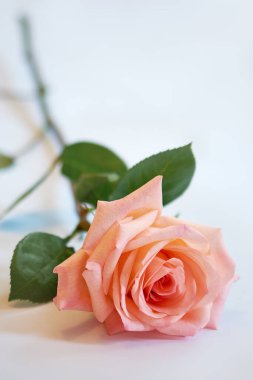 Beyaz arka planda yeşil yaprakları olan canlı pembe bir gül. Narin pembe yapraklar..