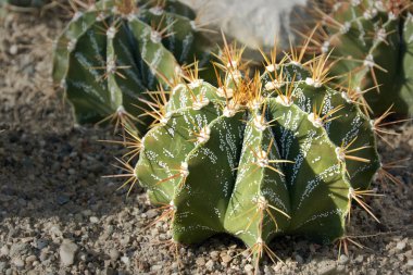Cactus, astrophytum ornatum britton & rose a succulent plant with a thick, fleshy stem that bears spines.