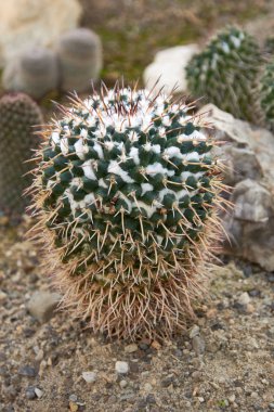Cactus, mammillaria roseoalba boed a succulent plant with a thick, fleshy stem that bears spines.