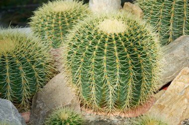 Cactus, golden barrel, mother-in-law's-cushion a succulent plant with a thick, fleshy stem that bears spines.