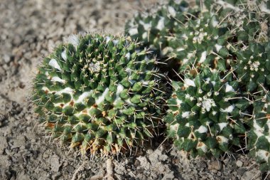 Cactus, mammillaria lloydii orcutt a succulent plant with a thick, fleshy stem that bears spines.