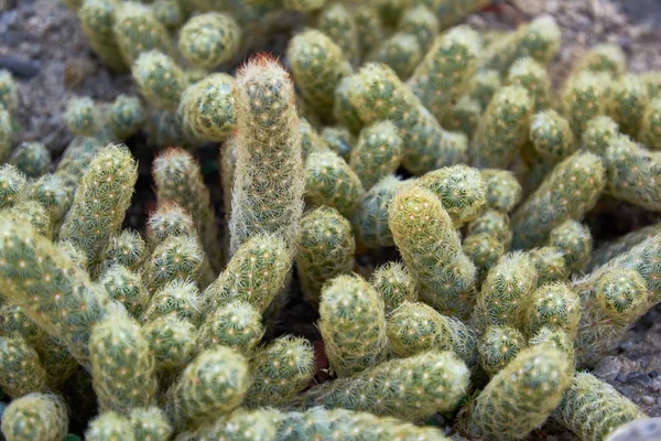 Cactus, mammillaria estanzuela a succulent plant with a thick, fleshy stem that bears spines. — Stock Photo, Image