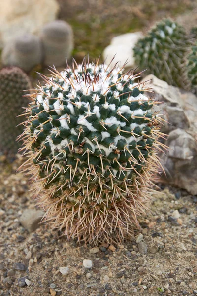 Cactus, mammillaria roseoalba boed a succulent plant with a thick, fleshy stem that bears spines. — 图库照片