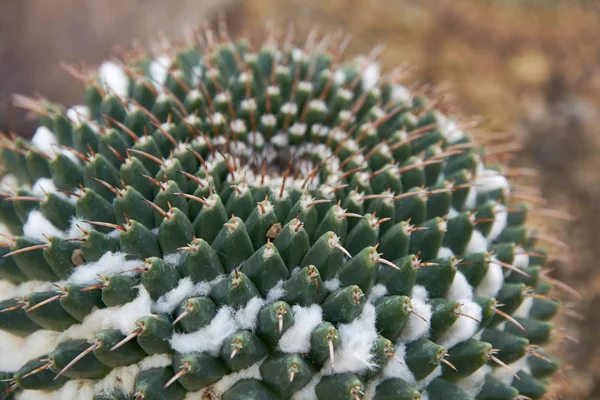 Der Kaktus mammillaria roseoalba ist eine sukkulente Pflanze mit einem dicken, fleischigen Stamm, der Dornen trägt. — Stockfoto