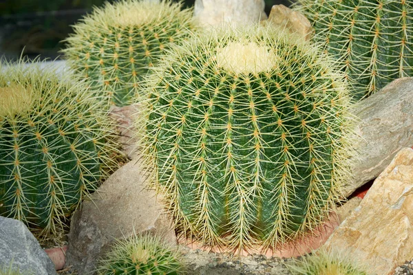 Cactus, golden barrel, mother-in-law's-cushion a succulent plant with a thick, fleshy stem that bears spines. — ストック写真