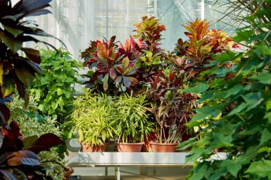 Kodiaeum variegatum, Croton, renkli süslemeli bitki. Botanik bahçesindeki yaprak döken bitki..