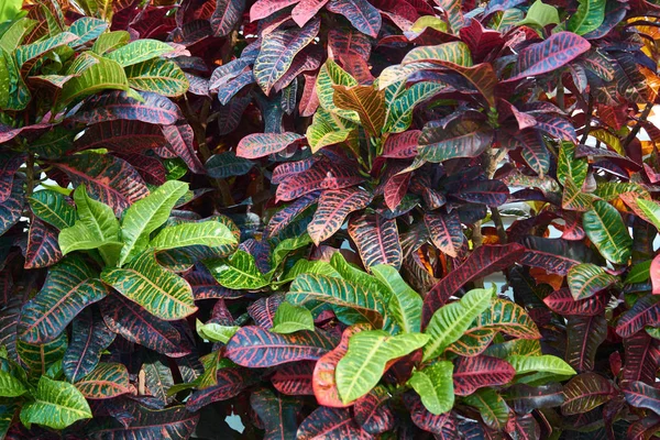 Codiaeum variegatum, Croton, planta com folhagem ornamental colorida. Planta caduca no jardim botânico . — Fotografia de Stock