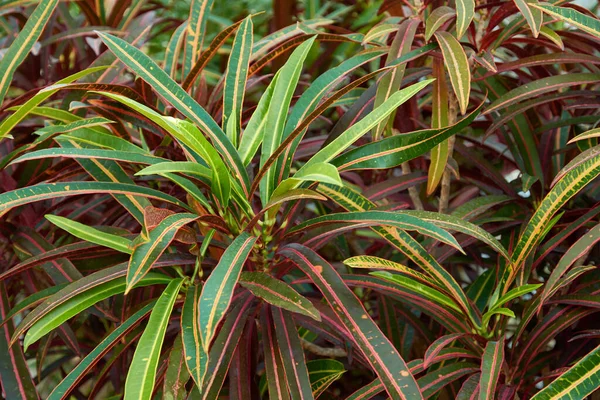 Codiaeum variegatum 、クロトン、カラフルな観賞用の葉を持つ植物。植物園の落葉植物. — ストック写真